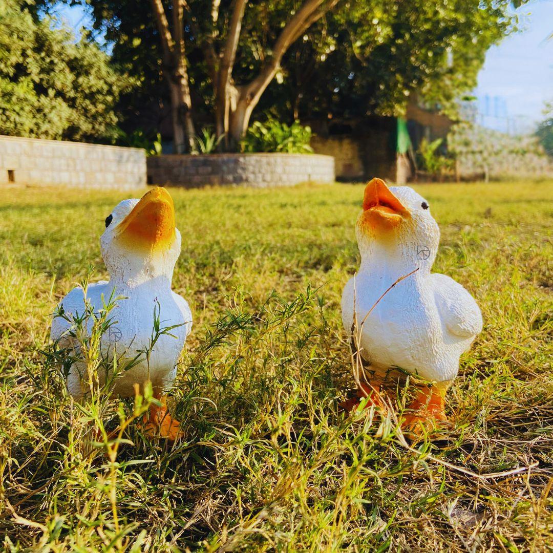 Cute Duck Family - The Decorshed