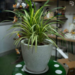 Indoor Unbreakable Pot & Planter, Luxury look, Roto Fiber Moulded pot