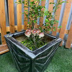 Big Mushroom Garden Stakes - The Decorshed