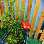 Owl Garden Stakes - The Decorshed