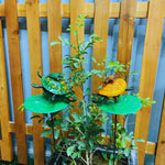 Turtle Garden Stakes - The Decorshed