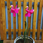 Garden Grace Flamingos Stakes (Pack of 2)