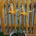 Hummingbird Garden Stake (Pack of 2)