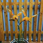 Hummingbird Garden Stake (Pack of 2)