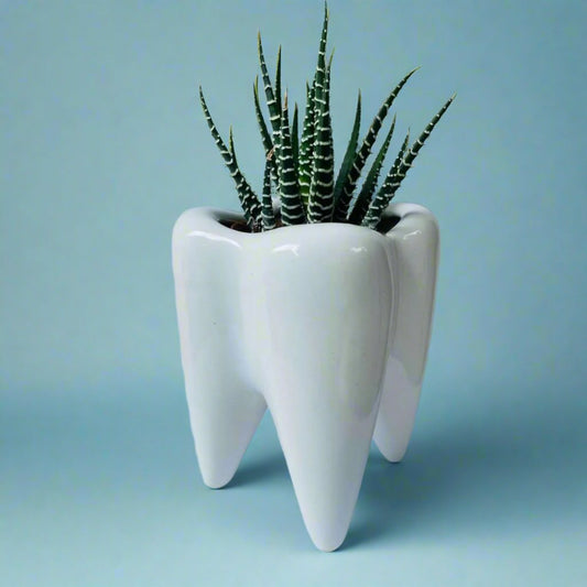 Cute Tooth Shaped Succulent Planter