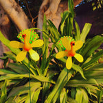 Peacock Garden Stakes (Pack of 2)