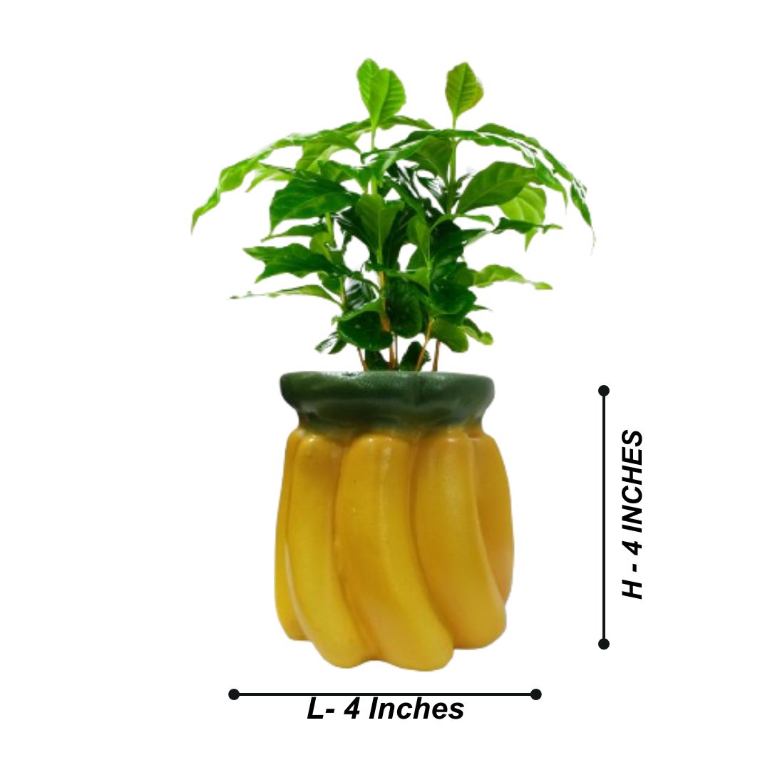 Fruits Planters for Garden Decor