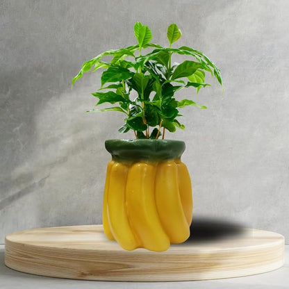 Fruits Planters for Garden Decor