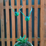 Decorative green antlers on a potted plant against a wooden fence background
