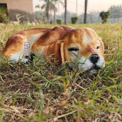 Sleeping Beagle Dog