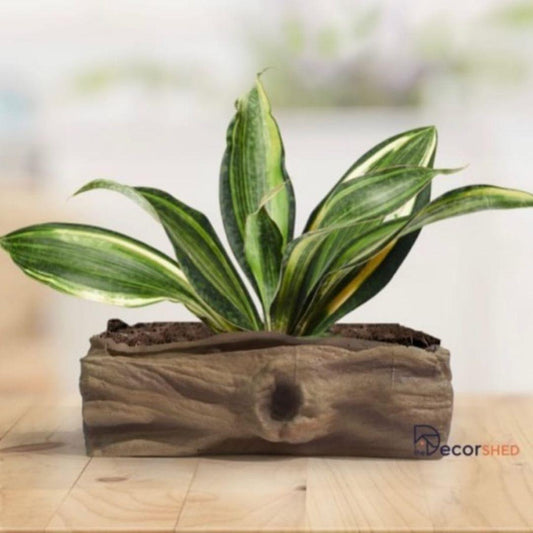 Bonsai Tray for Garden Decor - The Decorshed