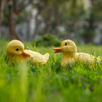Cute Duck Family - The Decorshed