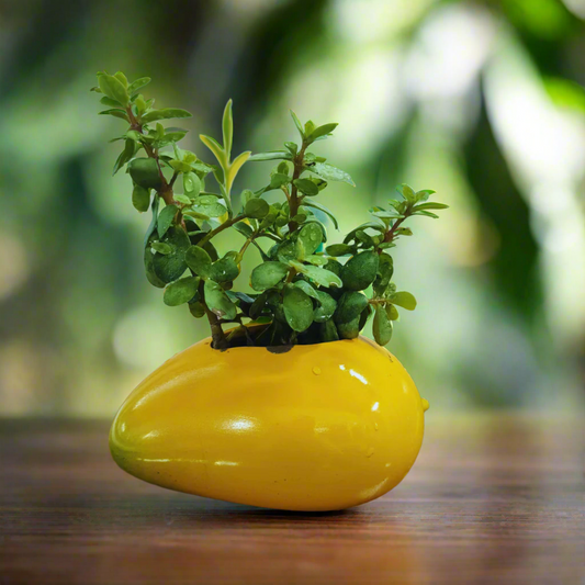 Yellow vase with a small green plant on a wooden surface