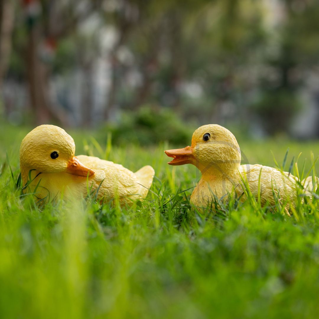 Cute Duck Family