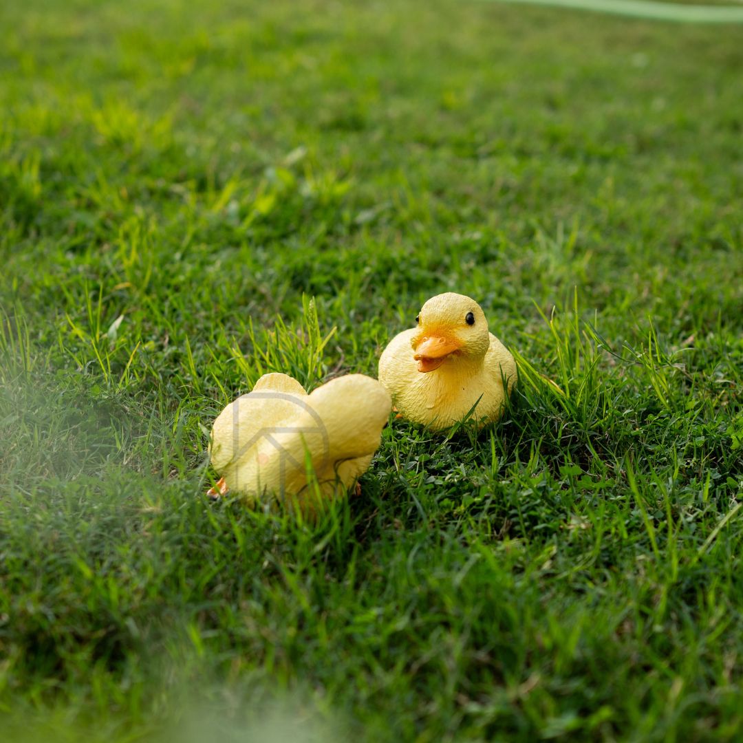 Cute Duck Family