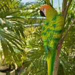 Wall Parrot - The Decorshed