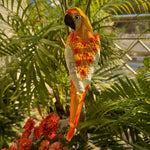 Wall Parrot - The Decorshed