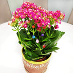 Miniature Ladybug for Plant Leave Decor (Pack of 50)