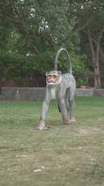 The Decorshed langoor statue for Terrace garden, Colobines, Big Monkey Statues