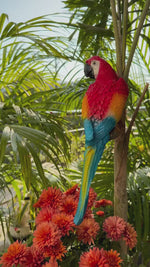 Wall Parrot