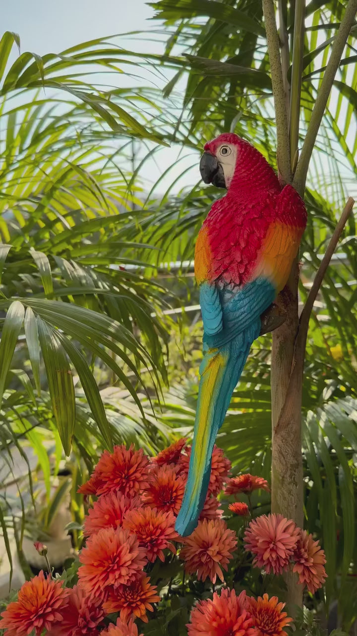 Wall Parrot