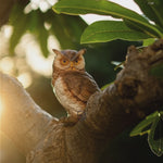 Cute Owl for Table decor