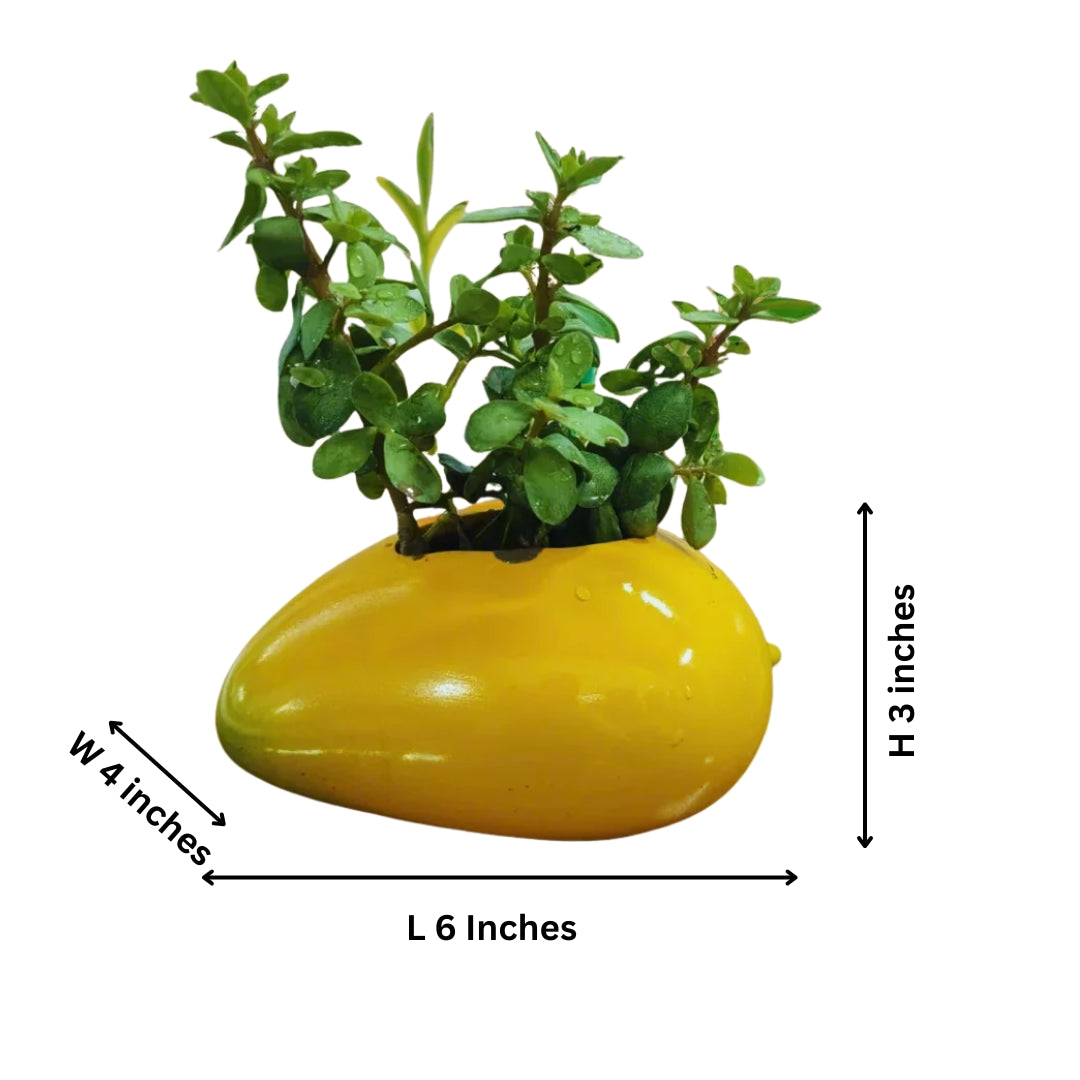 Mango Pot – Unique Decorative Pot for Home, Office & Garden